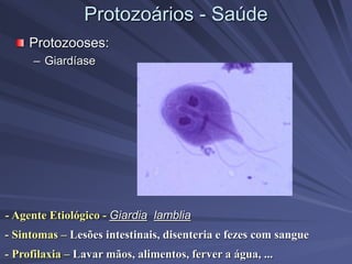 Protozoários - Saúde
Protozooses:
– Giardíase
- Agente Etiológico - Giardia lamblia
- Sintomas – Lesões intestinais, disenteria e fezes com sangue
- Profilaxia – Lavar mãos, alimentos, ferver a água, ...
 