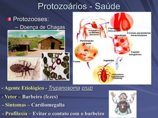 Protozoários - Saúde
Protozooses:
– Doença de Chagas
- Vetor – Barbeiro (fezes)
- Agente Etiológico - Trypanosoma cruzi
- Sintomas – Cardiomegalia
- Profilaxia – Evitar o contato com o barbeiro
 
