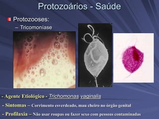 Protozoários - Saúde
Protozooses:
– Tricomoníase
- Agente Etiológico - Trichomonas vaginalis
- Sintomas – Corrimento esverdeado, mau cheiro no órgão genital
- Profilaxia – Não usar roupas ou fazer sexo com pessoas contaminadas
 