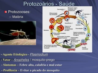Protozoários - Saúde
Protozooses:
– Malária
- Agente Etiológico - Plasmodium
- Vetor – Anopheles / mosquito-prego
- Sintomas – Febre alta, calafrio e mal estar
- Profilaxia – Evitar a picada do mosquito
 
