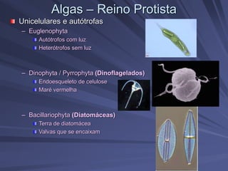 Algas – Reino Protista
Unicelulares e autótrofas
– Euglenophyta
Autótrofos com luz
Heterótrofos sem luz
– Dinophyta / Pyrrophyta (Dinoflagelados)
Endoesqueleto de celulose
Maré vermelha
– Bacillariophyta (Diatomáceas)
Terra de diatomácea
Valvas que se encaixam
 
