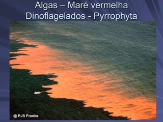 Algas – Maré vermelha
Dinoflagelados - Pyrrophyta
 