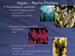 Algas – Reino Protista
Pluricelulares e autótrofas
– Phaeophyta (algas pardas)
Alimentação
Florestas d’água (60m)
– Rhodophyta (algas vermelhas)
Alimentação
Ágar
– Chlorophyta (algas verdes)
Alimentação
Evolução – Ancestrais das plantas terrestres
Ex: Ulva – alface do mar
 