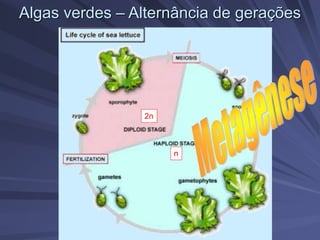 Algas verdes – Alternância de gerações
2n
n
 
