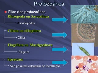 Protozoários
Filos dos protozoários
Rhizopoda ou Sarcodínea
Ciliata ou ciliophora
Flagellata ou Mastigophora
Sporozoa
Pseudópodes
Cílios
Flagelos
Não possuem estruturas de locomoção
 