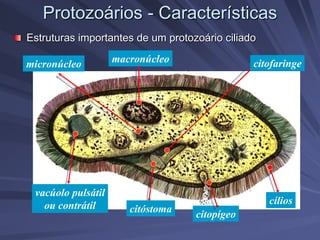 Protozoários - Características
Estruturas importantes de um protozoário ciliado
micronúcleo
vacúolo pulsátil
ou contrátil
citopígeo
citóstoma
macronúcleo citofaringe
cílios
 