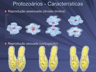 Protozoários - Características
Reprodução assexuada (divisão binária)
Reprodução sexuada (conjugação)
 