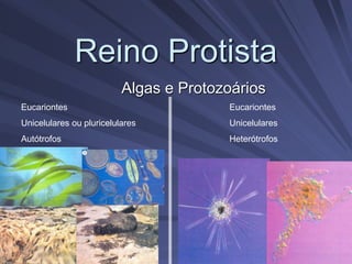 Reino Protista
Algas e Protozoários
Eucariontes
Unicelulares ou pluricelulares
Autótrofos
Eucariontes
Unicelulares
Heterótrofos
 