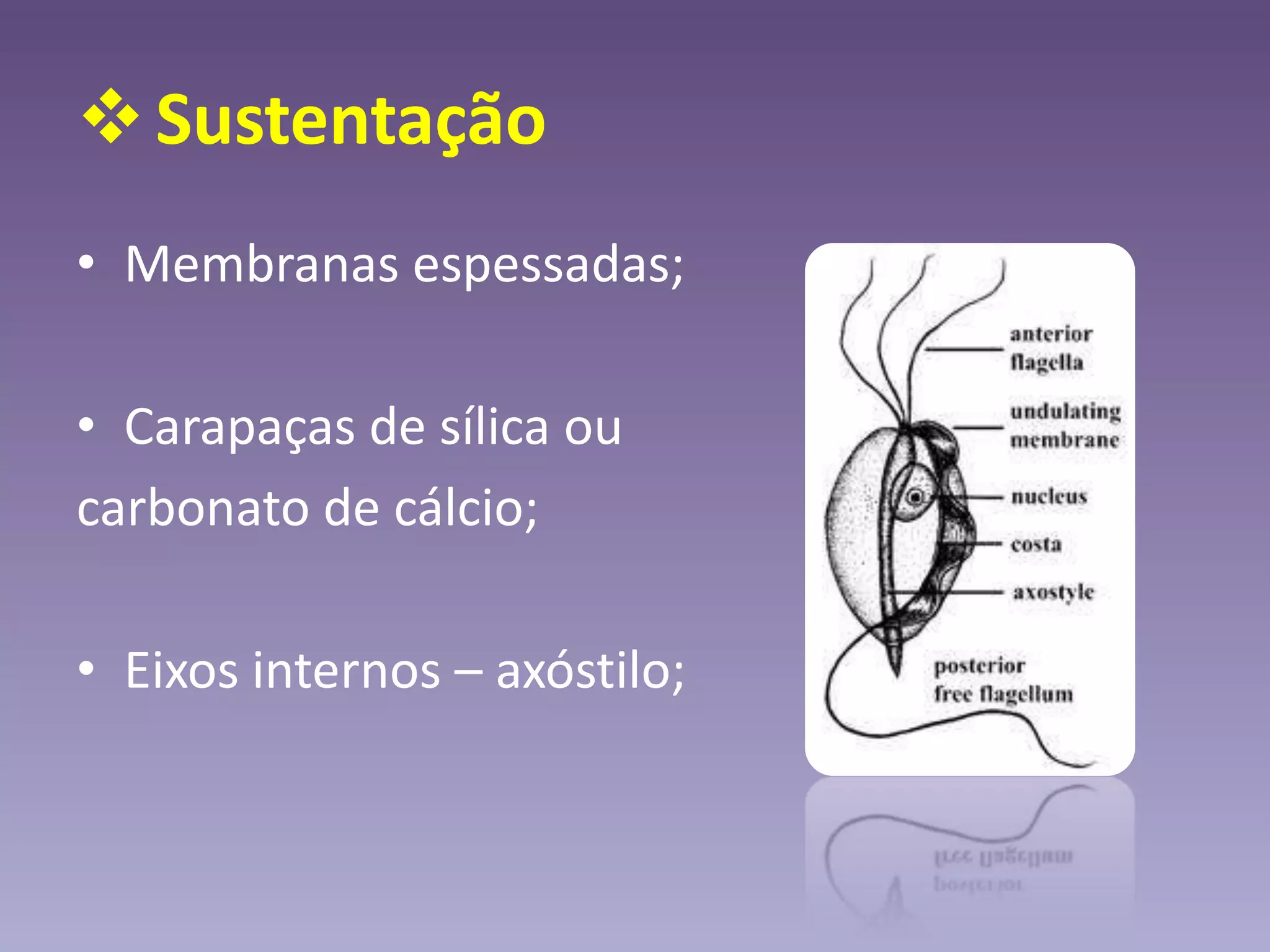 Sustentação
• Membranas espessadas;
• Carapaças de sílica ou
carbonato de cálcio;
• Eixos internos – axóstilo;