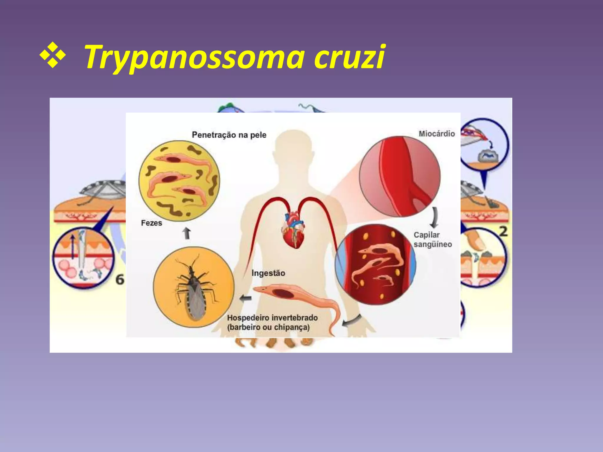  Trypanossoma cruzi