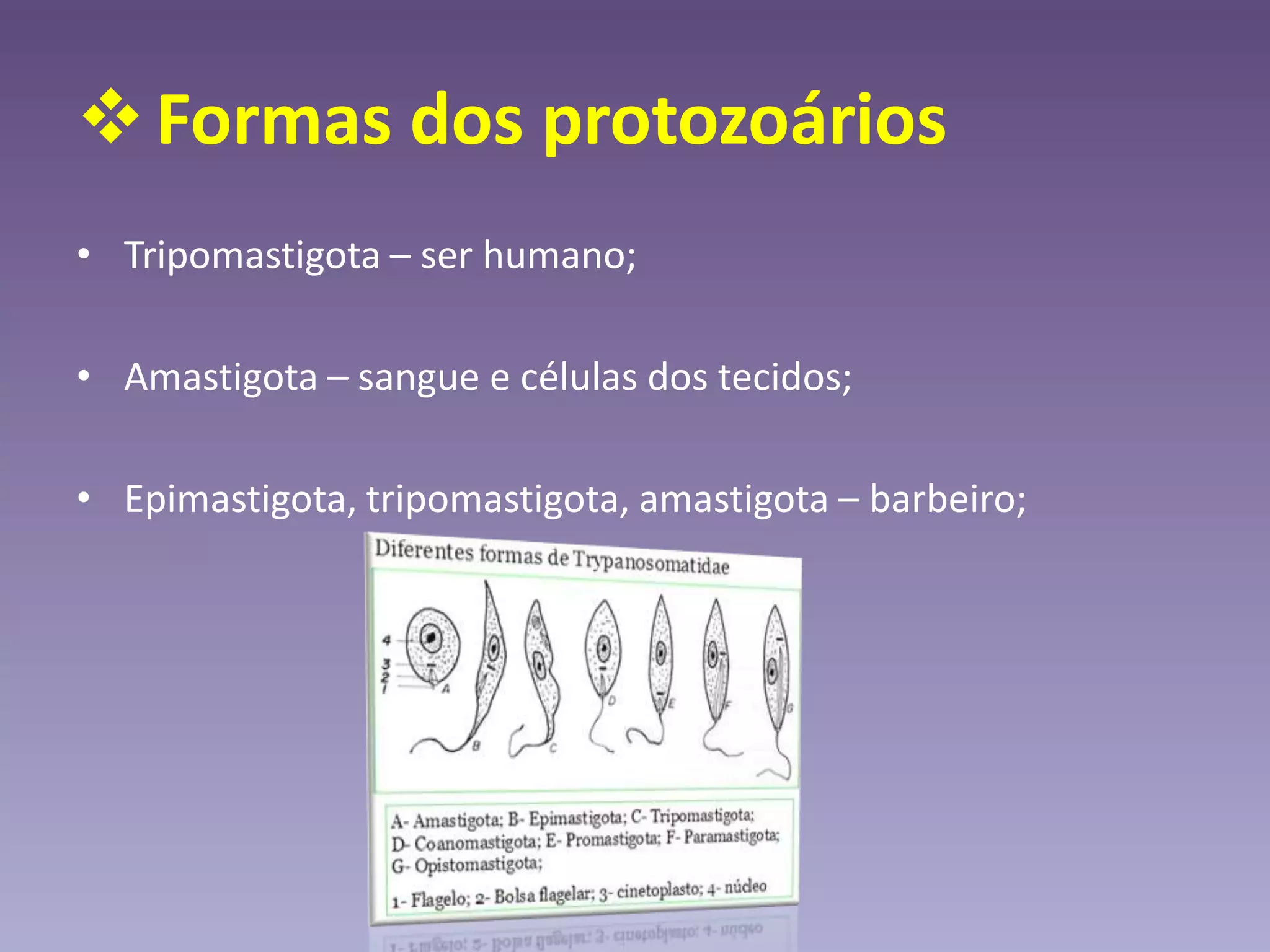 Formas dos protozoários
• Tripomastigota – ser humano;
• Amastigota – sangue e células dos tecidos;
• Epimastigota, tripomastigota, amastigota – barbeiro;