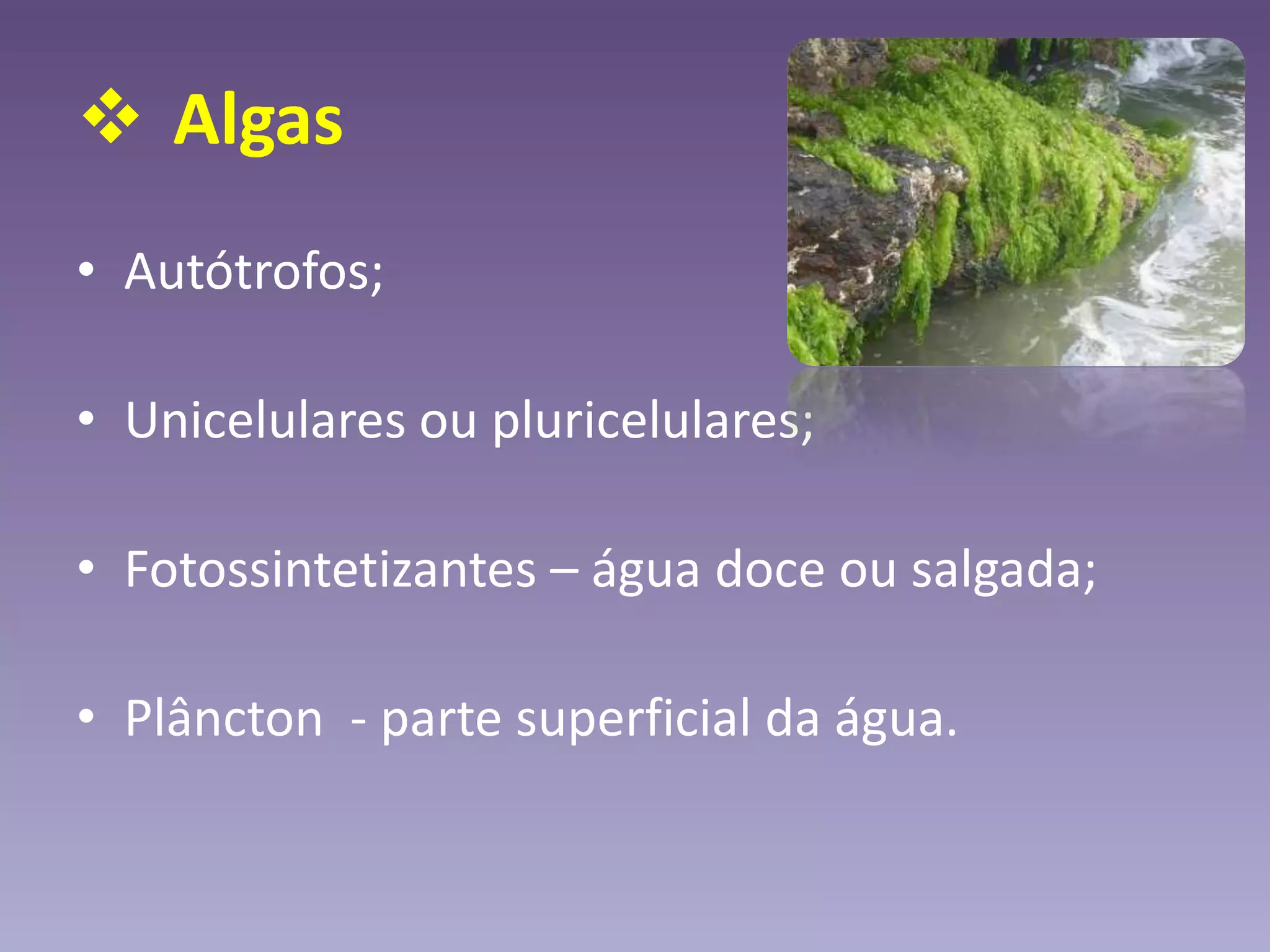  Algas
• Autótrofos;
• Unicelulares ou pluricelulares;
• Fotossintetizantes – água doce ou salgada;
• Plâncton - parte superficial da água.