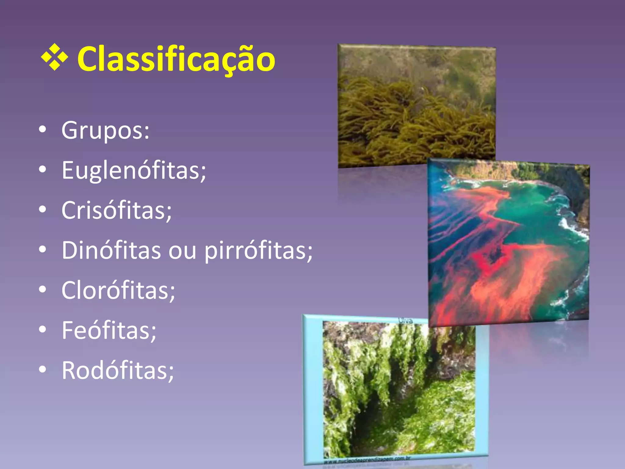 Classificação
• Grupos:
• Euglenófitas;
• Crisófitas;
• Dinófitas ou pirrófitas;
• Clorófitas;
• Feófitas;
• Rodófitas;