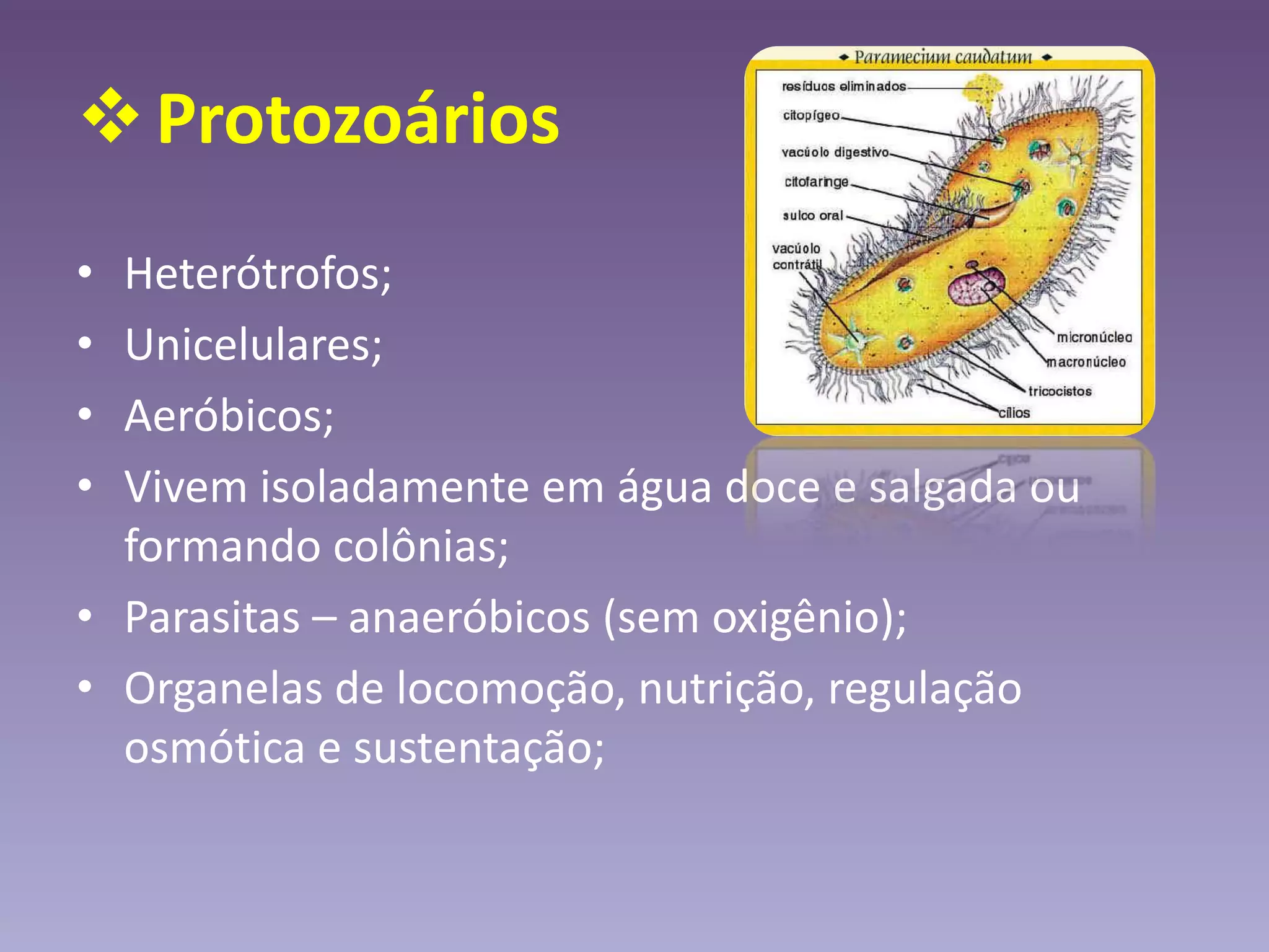 Protozoários
• Heterótrofos;
• Unicelulares;
• Aeróbicos;
• Vivem isoladamente em água doce e salgada ou
formando colônias;
• Parasitas – anaeróbicos (sem oxigênio);
• Organelas de locomoção, nutrição, regulação
osmótica e sustentação;