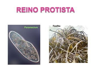 Feofita 
Paramecium 
 