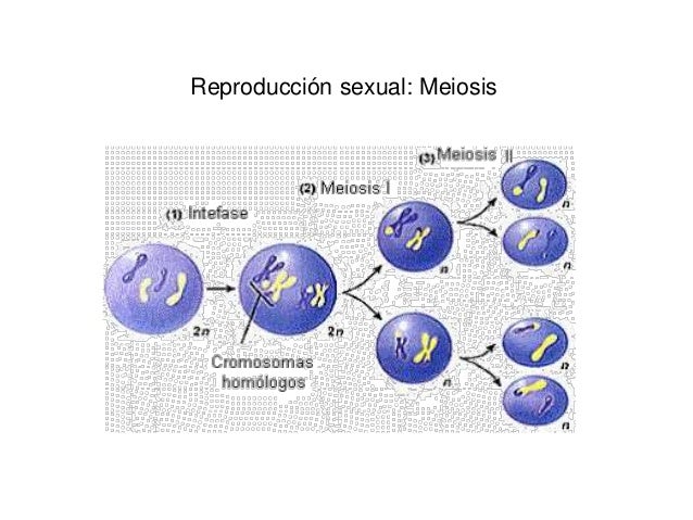 Reino protista