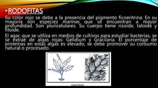 REINO PROTISTA I.pptx