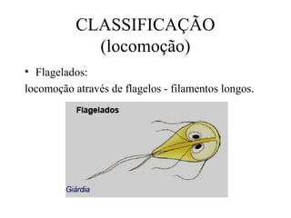CLASSIFICAÇÃO
(locomoção)
• Flagelados:
locomoção através de flagelos - filamentos longos.

 