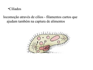 •Ciliados
locomoção através de cílios - filamentos curtos que
ajudam também na captura de alimentos

 
