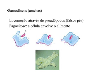 •Sarcodíneos (amebas)
Locomoção através de pseudópodos (falsos pés)
Fagocitose: a célula envolve o alimento

 