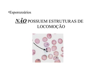 •Esporozoários

NÃO POSSUEM ESTRUTURAS DE
LOCOMOÇÃO

 