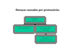 Doenças causadas por protozoários
A M E B ÍA S E
AM EBA
IN G E S T Ã O D E C IS T O S
Á G U A O U A L IM E N T O S
C O N T A M IN A D O S

F IX A -S E N A P A R E D E
D O IN T E S T IN O
H U M AN O
G LÓ BU LO S VER M ELH O S
C Ó L IC A S IN T E S T IN A IS
D IA R R É IA
SAN G U E N AS FEZES
IN F L A M A Ç Ã O D O IN T E S T IN O

 