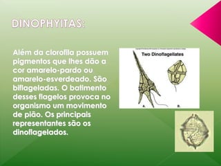 Além da clorofila possuem 
pigmentos que lhes dão a 
cor amarelo-pardo ou 
amarelo-esverdeado. São 
biflageladas. O batimento 
desses flagelos provoca no 
organismo um movimento 
de pião. Os principais 
representantes são os 
dinoflagelados. 
 