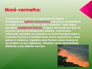 O aumento excessivo da população de alguns 
dinoflagelados (gênero Gonyaulax), provoca o desequilíbrio 
ecológico conhecido como maré-vermelha. Estas algas 
secretam substâncias tóxicas. A água, nos locais em que há 
excesso desses dinoflagelados adquire, comumente, 
coloração vermelha ou marrom e se torna imprópria para o 
consumo humano e também para outros organismos, como 
peixes e moluscos. Ingeridas pelo homem essas toxinas se 
acumulam no seu organismo, atuando como neurotoxinas, 
afetando o seu sistema nervoso. 
 