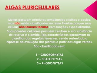 Muitas possuem estruturas semelhantes a folhas e caules, 
mas não estão classificadas no reino Plantae porque suas 
células não formam tecidos com funções especializadas. 
Suas paredes celulares possuem celulose e sua substância 
de reserva é o amido. Tais características aproximam as 
clorófitas dos vegetais terrestres, sendo sustentada a 
hipótese da evolução das plantas a partir das algas verdes. 
São classificadas em: 
1 – CHLOROPHYTAS 
2 – PHAEOPHYTAS 
3 – RHODOPHYTAS 
 