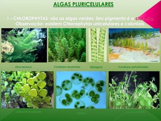 ALGAS PLURICELULARES 
1 – CHLOROPHYTAS: são as algas verdes. Seu pigmento é a clorofila. 
Observação: existem Chlorophytas unicelulares e coloniais. 
Ulva lactuca Caulerpa racemosa Spirogyra Caulerpa sertularioides 
Halimeda taenicola 
Volvox 
Acetabularia 
 