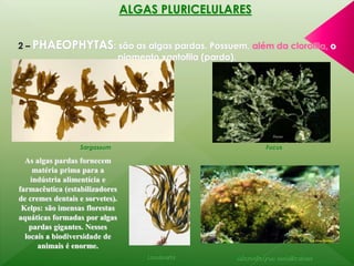 ALGAS PLURICELULARES 
2 – PHAEOPHYTAS: são as algas pardas. Possuem, além da clorofila, o 
pigmento xantofila (pardo). 
Sargassum Fucus 
As algas pardas fornecem 
matéria prima para a 
indústria alimentícia e 
farmacêutica (estabilizadores 
de cremes dentais e sorvetes). 
Kelps: são imensas florestas 
aquáticas formadas por algas 
pardas gigantes. Nesses 
locais a biodiversidade de 
animais é enorme. 
Laminaria Microdictyon umbilicatum 
 