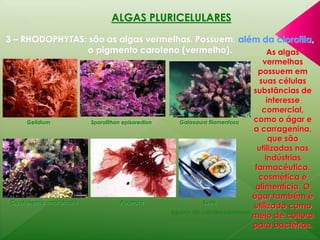 ALGAS PLURICELULARES 
3 – RHODOPHYTAS: são as algas vermelhas. Possuem, além da clorofila, 
o pigmento caroteno (vermelho). As algas 
vermelhas 
possuem em 
suas células 
substâncias de 
interesse 
comercial, 
como o ágar e 
a carragenina, 
que são 
utilizadas nas 
indústrias 
farmacêutica, 
cosmética e 
alimentícia. O 
ágar também é 
utilizado como 
meio de cultura 
para bactérias. 
Gelidium Sporolithon episoredion Galaxaura filamentosa 
Cryptonemia umbraticola Porphyra Sushi 
(iguaria da culinária japonesa) 
 