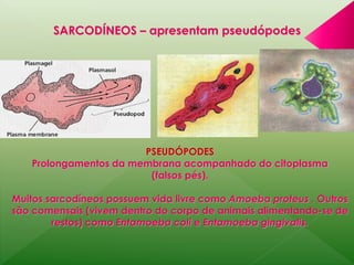 SARCODÍNEOS – apresentam pseudópodes 
PSEUDÓPODES 
Prolongamentos da membrana acompanhado do citoplasma 
(falsos pés). 
Muitos sarcodíneos possuem vida livre como Amoeba proteus . Outros 
são comensais (vivem dentro do corpo de animais alimentando-se de 
restos) como Entamoeba coli e Entamoeba gingivalis. 
 