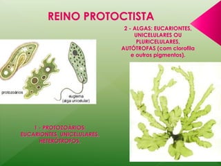 REINO PROTOCTISTA 
2 - ALGAS: EUCARIONTES, 
UNICELULARES OU 
PLURICELULARES, 
AUTÓTROFAS (com clorofila 
e outros pigmentos). 
1 - PROTOZOÁRIOS: 
EUCARIONTES, UNICELULARES, 
HETERÓTROFOS. 
 