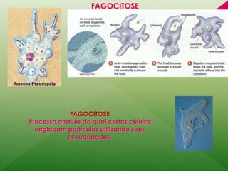 FAGOCITOSE 
FAGOCITOSE 
Processo através do qual certas células 
englobam partículas utilizando seus 
pseudópodes. 
 