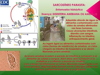 SARCODÍNEO PARASITA: 
Entamoeba histolytica 
Doença: DISENTERIA AMEBIANA OU AMEBÍASE 
Adquirida através de água ou 
alimentos contaminados com 
cistos da ameba eliminados 
nas fezes humanas. 
Causa ulcerações intestinais, 
diarréia com sangue, 
inflamação no intestino, 
enfraquecimento geral. 
Ao ingerir água ou alimentos contaminados com 
cistos (formas de resistência) de amebas, os cistos 
chegam ao intestino do hospedeiro e se abrem, 
liberando jovens amebas. 
As jovens amebas invadem a parede do intestino e começam a se 
alimentar de células e sangue. Além disso, elas começam a se 
multiplicar e a inflamar a parede do intestino. 
Com o tempo tal inflamação se rompe, liberando sangue junto com 
novas amebas. Algumas delas formam novos cistos que sairão com 
as fezes, contaminando a água e os alimentos. 
 