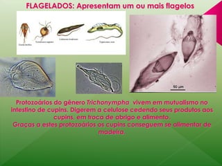 FLAGELADOS: Apresentam um ou mais flagelos 
Protozoários do gênero Trichonympha vivem em mutualismo no 
intestino de cupins. Digerem a celulose cedendo seus produtos aos 
cupins, em troca de abrigo e alimento. 
Graças a estes protozoários os cupins conseguem se alimentar de 
madeira. 
 