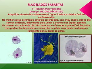FLAGELADOS PARASITAS 
1 – Trichomonas vaginallis 
Doença: TRICOMONÍASE (DST) 
Adquirida através de contato sexual, água, toalhas e objetos úmidos 
contaminados. 
Na mulher causa corrimento amarelo esverdeado, com mau cheiro, dor no ato 
sexual, ardência, dificuldade para urinar e coceira nos órgãos genitais. 
Os homens normalmente não têm sintomas e não sabem que estão infectados, 
mas podem ter desconforto e comichão no pênis, raramente corrimento e 
raramente dor ou ardor ao urinar. 
 