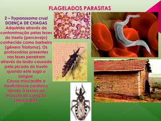 2 – Trypanosoma cruzi 
DOENÇA DE CHAGAS 
Adquirida através da 
contaminação pelas fezes 
do inseto (percevejo) 
conhecido como barbeiro 
(gênero Triatoma). Os 
protozoários presentes 
nas fezes penetram 
através da lesão causada 
pela picada do inseto 
quando este suga o 
sangue. 
Causa miocardite e 
insuficiência cardíaca 
devido à lesões do 
músculo do coração 
(miocárdio). 
FLAGELADOS PARASITAS 
 