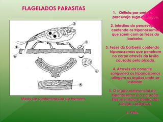 Modo de contaminação do homem 
1. Orifício por onde o 
percevejo suga o sangue. 
2. Intestino do percevejo 
contendo os tripanossomos 
que saem com as fezes do 
barbeiro. 
3. Fezes do barbeiro contendo 
tripanossomos que penetram 
no corpo através da lesão 
causada pela picada. 
4. Através da corrente 
sanguínea os tripanossomos 
atingem os órgãos onde se 
instalam. 
5. O órgão preferencial do 
tripanossomo é o coração. 
Eles se instalam dentro das 
células cardíacas. 
6. Pele. 
FLAGELADOS PARASITAS 
 