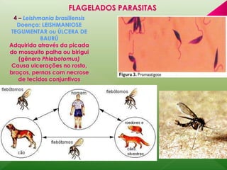 FLAGELADOS PARASITAS 
4 – Leishmania brasiliensis 
Doença: LEISHMANIOSE 
TEGUMENTAR ou ÚLCERA DE 
BAURÚ 
Adquirida através da picada 
do mosquito palha ou birigui 
(gênero Phlebotomus) 
Causa ulcerações no rosto, 
braços, pernas com necrose 
de tecidos conjuntivos 
 