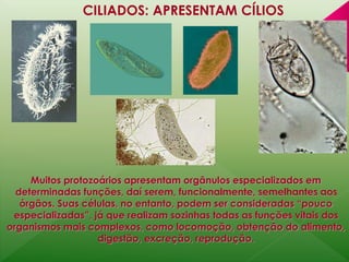 CILIADOS: APRESENTAM CÍLIOS 
Muitos protozoários apresentam orgânulos especializados em 
determinadas funções, daí serem, funcionalmente, semelhantes aos 
órgãos. Suas células, no entanto, podem ser consideradas “pouco 
especializadas”, já que realizam sozinhas todas as funções vitais dos 
organismos mais complexos, como locomoção, obtenção do alimento, 
digestão, excreção, reprodução. 
 