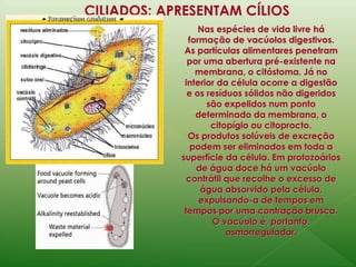 CILIADOS: APRESENTAM CÍLIOS 
Nas espécies de vida livre há 
formação de vacúolos digestivos. 
As partículas alimentares penetram 
por uma abertura pré-existente na 
membrana, o citóstoma. Já no 
interior da célula ocorre a digestão 
e os resíduos sólidos não digeridos 
são expelidos num ponto 
determinado da membrana, o 
citopígio ou citoprocto. 
Os produtos solúveis de excreção 
podem ser eliminados em toda a 
superfície da célula. Em protozoários 
de água doce há um vacúolo 
contrátil que recolhe o excesso de 
água absorvido pela célula, 
expulsando-a de tempos em 
tempos por uma contração brusca. 
O vacúolo é, portanto, 
osmorregulador. 
 