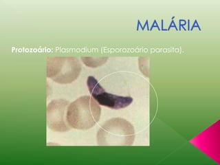 Protozoário: Plasmodium (Esporozoário parasita). 
 