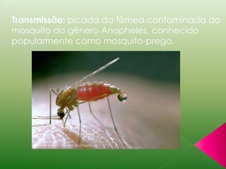 Transmissão: picada da fêmea contaminada do 
mosquito do gênero Anopheles, conhecido 
popularmente como mosquito-prego. 
 