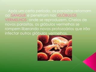 Após um certo período, os parasitas retornam 
ao SANGUE e penetram nos GLÓBULOS 
VERMELHOS, onde se reproduzem. Cheios de 
novos parasitas, os glóbulos vermelhos se 
rompem liberando novos protozoários que irão 
infectar outros glóbulos vermelhos. 
 