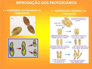 REPRODUÇÃO DOS PROTOZOÁRIOS 
2 – REPRODUÇÃO SEXUADA: por 
conjugação 
1 – ASSEXUADA: por bipartição ou 
cissiparidade 
