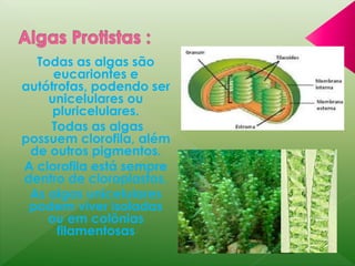 Todas as algas são 
eucariontes e 
autótrofas, podendo ser 
unicelulares ou 
pluricelulares. 
Todas as algas 
possuem clorofila, além 
de outros pigmentos. 
A clorofila está sempre 
dentro de cloroplastos. 
As algas unicelulares 
podem viver isoladas 
ou em colônias 
filamentosas 
 