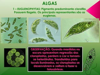 ALGAS 
1 – EUGLENOPHYTAS: Pigmento predominante clorofila. 
Possuem flagelo. Os principais representantes são as 
euglenas. 
OBSERVAÇÃO: Quando mantidos no 
escuro apresentam regressão dos 
cloroplastos, perdem a cor e tornam-se 
heterótrofos. Transferidos para 
locais iluminados, os cloroplastos se 
desenvolvem e voltam a fazer a 
fotossíntese. 
 