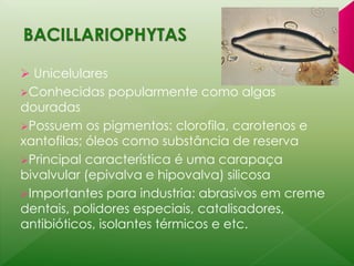  Unicelulares 
Conhecidas popularmente como algas 
douradas 
Possuem os pigmentos: clorofila, carotenos e 
xantofilas; óleos como substância de reserva 
Principal característica é uma carapaça 
bivalvular (epivalva e hipovalva) silicosa 
Importantes para industria: abrasivos em creme 
dentais, polidores especiais, catalisadores, 
antibióticos, isolantes térmicos e etc. 
 